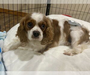 Cavalier King Charles Spaniel Dogs for adoption in Sioux Falls, SD, USA