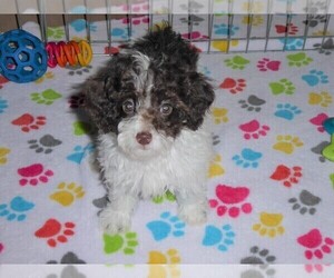 Poodle (Miniature) Puppy for sale in ORO VALLEY, AZ, USA