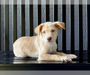 Labrador Retriever Puppy for sale in FRANKLIN, IN, USA