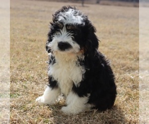 Bernedoodle Puppy for sale in ITASCA, TX, USA