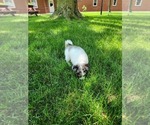 Small #9 Chihuahua