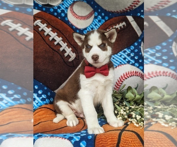Medium Photo #6 Siberian Husky Puppy For Sale in QUARRYVILLE, PA, USA