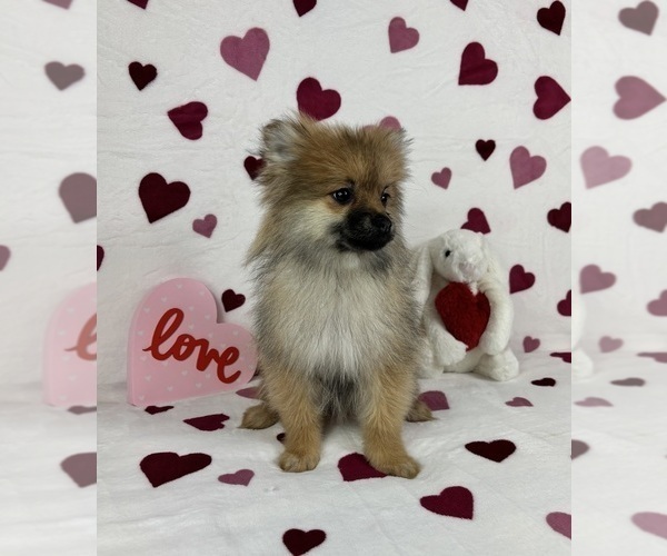 Medium Photo #1 Pomeranian Puppy For Sale in GREENFIELD, IN, USA