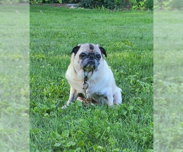 Medium Photo #5 Pug Puppy For Sale in Indianapolis, IN, USA