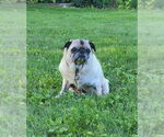Small #4 Pug