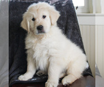 Small Photo #1 English Cream Golden Retriever Puppy For Sale in MANHEIM, PA, USA
