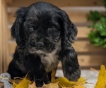 Small #1 Cocker Spaniel