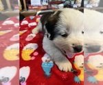 Small Photo #35 Saint Bernard Puppy For Sale in NEW MARKET, IA, USA