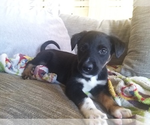 Border Collie-German Sheeppoodle Mix Puppy for sale in TWIN FALLS, ID, USA
