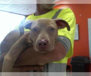 American Pit Bull Terrier Dogs for adoption in Louisville, KY, USA