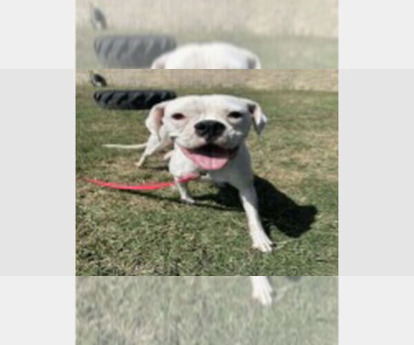 Medium Photo #2 Boxer Puppy For Sale in Austin, TX, USA