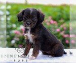 Small #2 Cavapoo