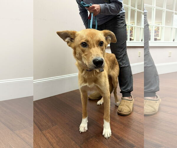 Medium Photo #14 Mutt Puppy For Sale in Holly Springs, NC, USA