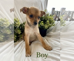 Chihuahua Dog for Adoption in ARMADA, Michigan USA