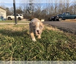 Small #7 American Bully Mikelands 