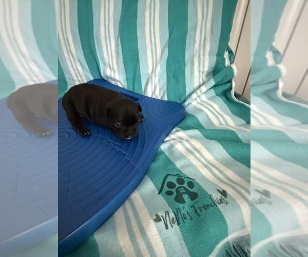 Medium Photo #14 French Bulldog Puppy For Sale in OPP, AL, USA