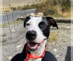 Small #1 American Pit Bull Terrier-Whippet Mix