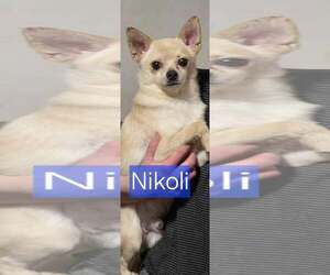 Chihuahua-Unknown Mix Dogs for adoption in Minneapolis, MN, USA