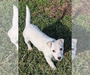 Jack Russell Terrier Puppy for sale in APPLE GROVE, WV, USA
