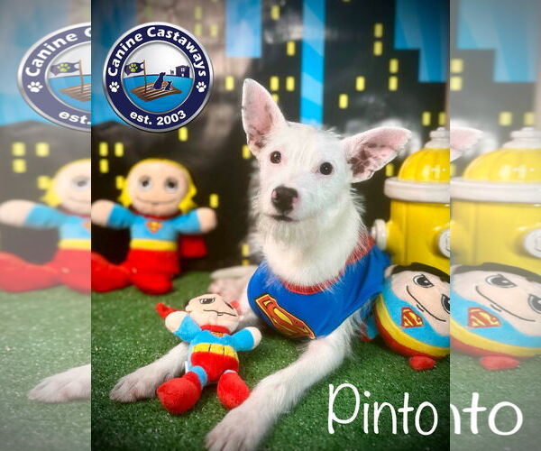 Medium Photo #3 Jack Russell Terrier-Unknown Mix Puppy For Sale in Arcadia, FL, USA