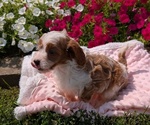 Small #6 Cavapoo