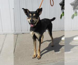 Australian Kelpie-Unknown Mix Dogs for adoption in Louisville, KY, USA