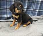 Small Photo #14 Beagle-Chihuahua Mix Puppy For Sale in SAINT AUGUSTINE, FL, USA