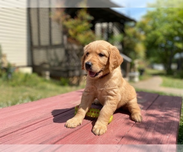 Medium Photo #10 Golden Retriever Puppy For Sale in SANFORD, NC, USA
