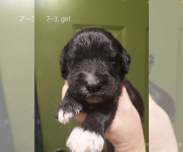 Medium Photo #72 Bordoodle Puppy For Sale in COPPERAS COVE, TX, USA