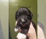 Small Photo #72 Bordoodle Puppy For Sale in COPPERAS COVE, TX, USA