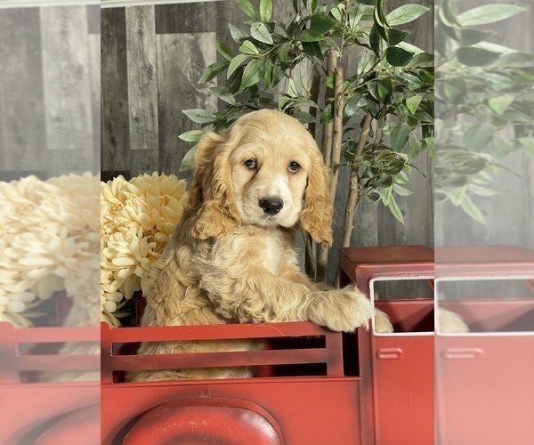 Medium Photo #2 Cocker Spaniel Puppy For Sale in CANOGA, NY, USA