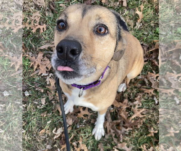 Medium Photo #2 Beagle-Unknown Mix Puppy For Sale in Pottstown, PA, USA
