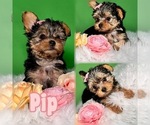 Puppy Pip Yorkshire Terrier