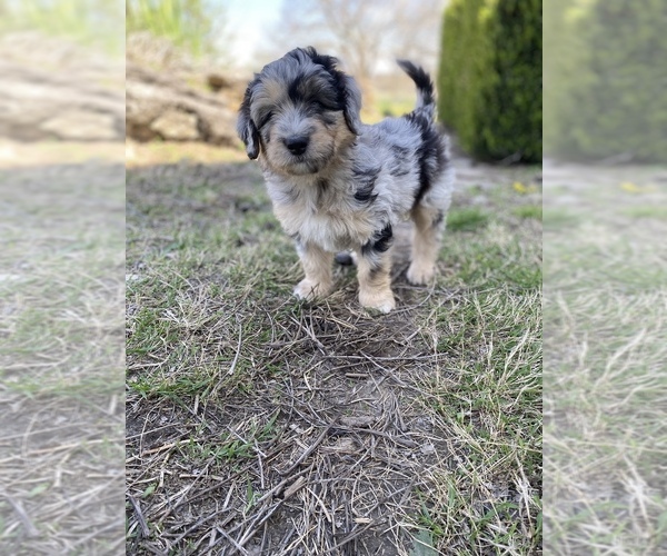 Medium Photo #6 Aussiedoodle Puppy For Sale in CONWAY, MO, USA