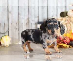 Dachshund Puppy for sale in MOUNT VERNON, OH, USA