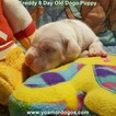 Small Photo #173 Dogo Argentino Puppy For Sale in PINEVILLE, MO, USA