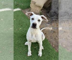 Labrador Retriever Dogs for adoption in Sugar Land, TX, USA