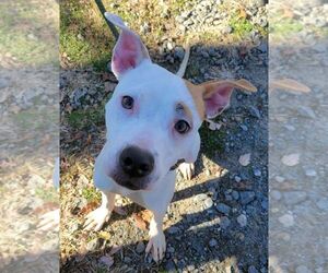 Olive Mini Pittie - Female Mutt Dog for Adoption - Photo #12