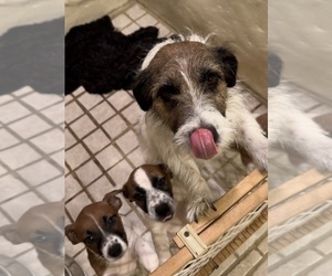 Jack Russell Terrier Litter for sale in ALTOONA, FL, USA