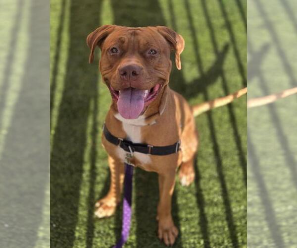 Medium Photo #1 American Pit Bull Terrier-Unknown Mix Puppy For Sale in Las Vegas, NV, USA
