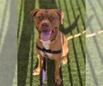 Small American Pit Bull Terrier Mix