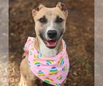 Small American Staffordshire Terrier Mix