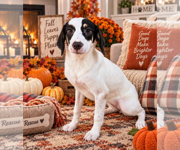 Medium Photo #4 Australian Shepherd-Beagle Mix Puppy For Sale in Southbury, CT, USA