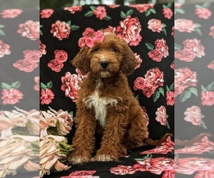 Goldendoodle (Miniature) Puppy for sale in CHRISTIANA, PA, USA