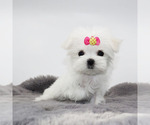 Small #2 Maltese