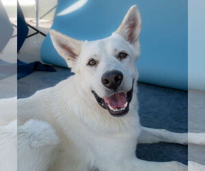 Gerberian Shepsky Dogs for adoption in Pasadena, CA, USA