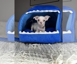 Image preview for Ad Listing. Nickname: Oliver