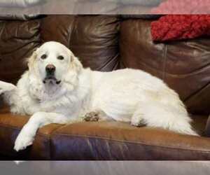 Medium Great Pyrenees