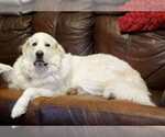 Small Great Pyrenees