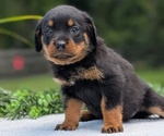 Small #2 Rottweiler